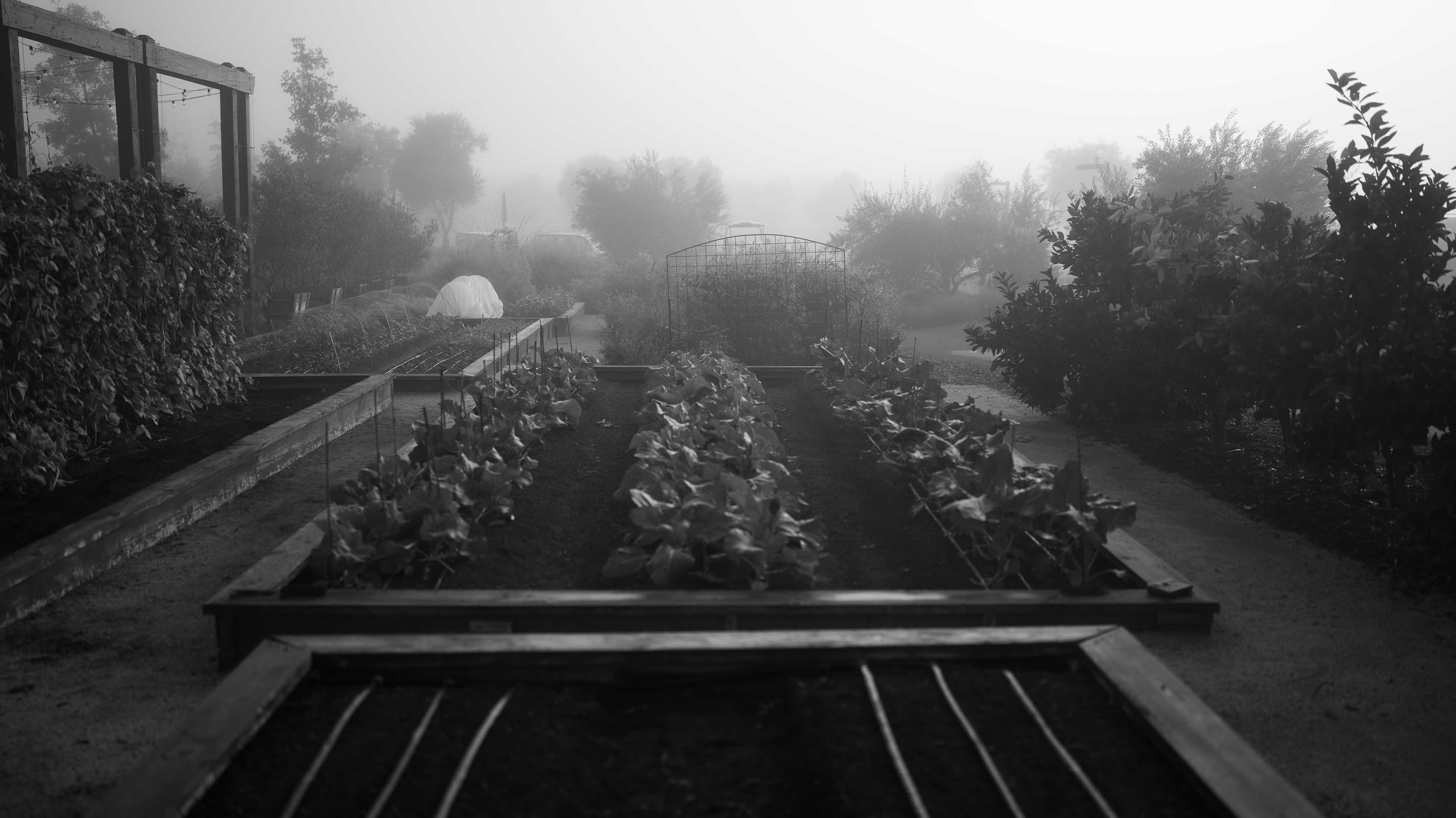 Rows of vegetables in raised beds, drifting fog at first light.